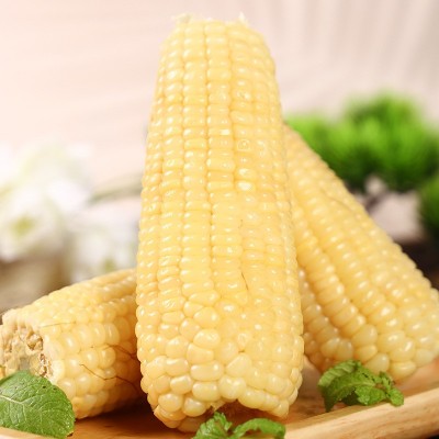 粘玉米 10棒东北糯玉米大棒真空装新鲜苞米速食粗粮加热即食 玉米图2