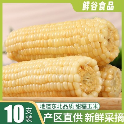 粘玉米 10棒东北糯玉米大棒真空装新鲜苞米速食粗粮加热即食 玉米