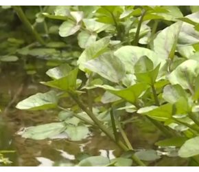 农业科技+大数据，种出不一样的西洋菜