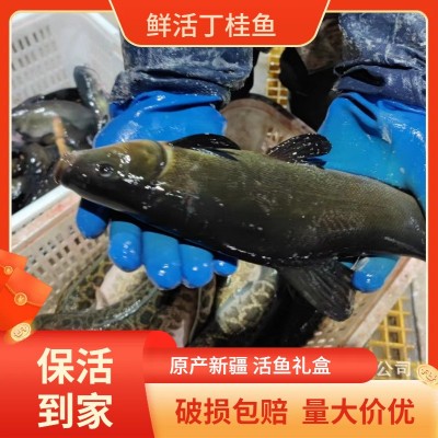 李芹活鱼 批发丁桂鱼活鱼礼包/海鲜礼包/原产新疆/包邮一件代发图2