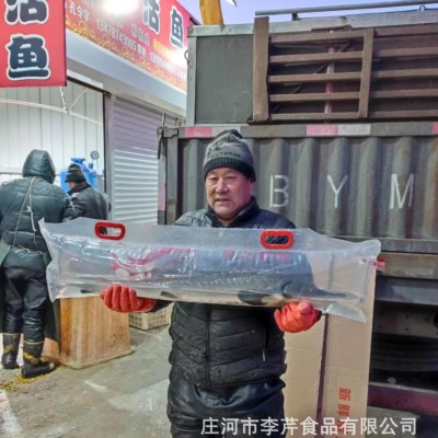 李芹活鱼 大量批发鲜活鲟龙鱼/鲟鱼 鲜活发货 节日礼盒新年礼物