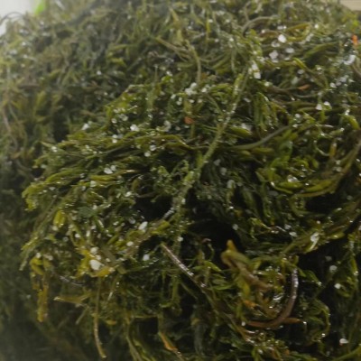 新鲜盐渍马尾藻鞭炮碱性海藻海草羊栖菜龙须菜火锅长寿菜食材图3