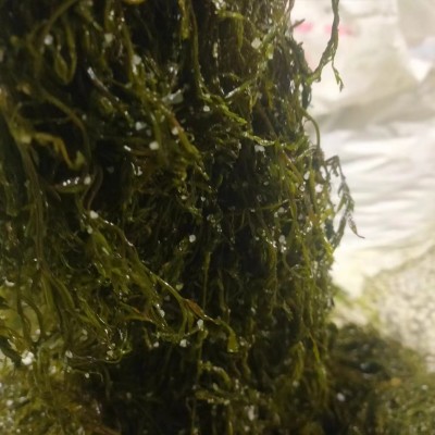 新鲜盐渍马尾藻鞭炮碱性海藻海草羊栖菜龙须菜火锅长寿菜食材图2
