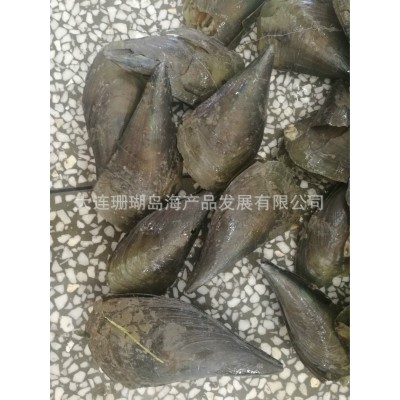 现货供应江珧贝，带子图4