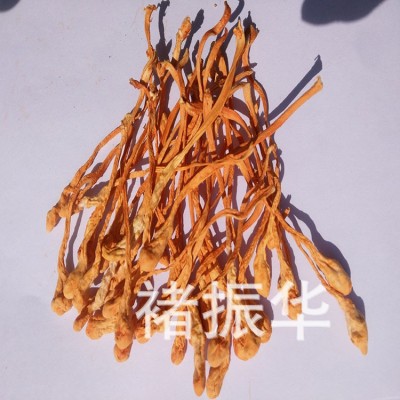 散装原料批发中粗条虫草花可食用美味虫草菌花排草带孢子头金虫草图4