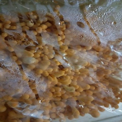 散装原料批发中粗条虫草花可食用美味虫草菌花排草带孢子头金虫草图2