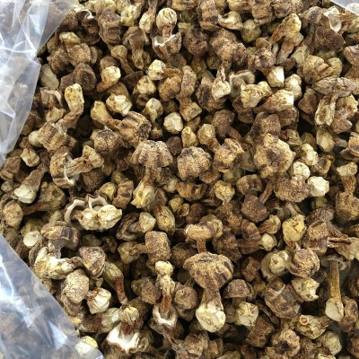 云南姬松茸大菇干货 巴西菇蘑菇食用菌散装厂家 松茸菌批发图5