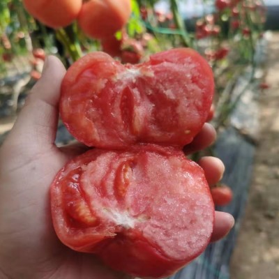 白玉黄瓜+普罗旺斯西红柿共4.5斤 蔬菜 白玉黄瓜西红柿图3
