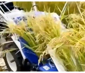 日本的农业精细化好吗，水土不服，结果在中国梦碎一地