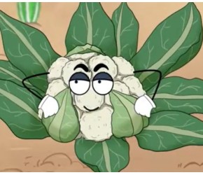 为什么有的花菜那么黄