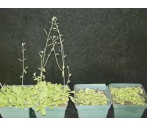 经常被摸的植物容易变矮，这难道就是植物摸头杀吗？有趣的植物涨知识植物科普生命科学智慧农业