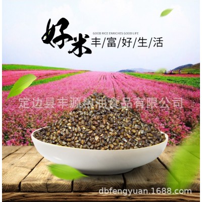 苦荞米 苦荞茶 厂家直销批发