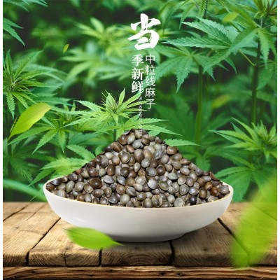 中粒小粒线麻子火麻 厂家直销批发