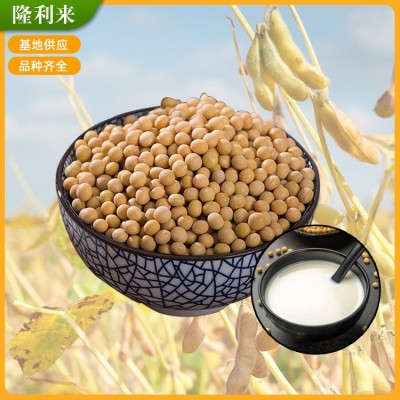 低温烘焙黄豆五谷磨粉豆浆原料黄豆可做食品原料榨豆浆生豆芽批发图2