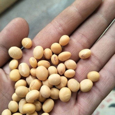 苏北淮安销售 大豆农家食用黄豆 打豆浆五谷杂粮图2