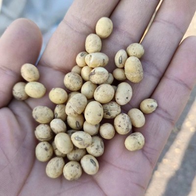 苏北淮安销售 大豆农家食用黄豆 打豆浆五谷杂粮图4