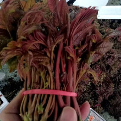 顺丰新鲜香椿红油紫油香椿头茬嫩芽野生香椿叶现摘蔬菜春野菜批发图4