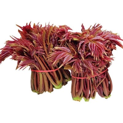 顺丰新鲜香椿红油紫油香椿头茬嫩芽野生香椿叶现摘蔬菜春野菜批发图5