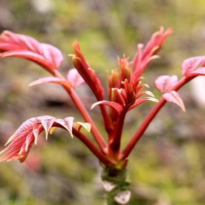 顺丰新鲜香椿红油紫油香椿头茬嫩芽野生香椿叶现摘蔬菜春野菜批发