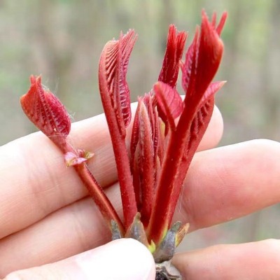顺丰新鲜香椿红油紫油香椿头茬嫩芽野生香椿叶现摘蔬菜春野菜批发图3