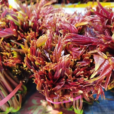 顺丰新鲜香椿红油紫油香椿头茬嫩芽野生香椿叶现摘蔬菜春野菜批发图2