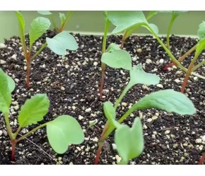 种植樱桃萝卜全过程