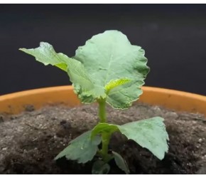 无花果千万别取里面的种子种植，不然它就会这样生长了！