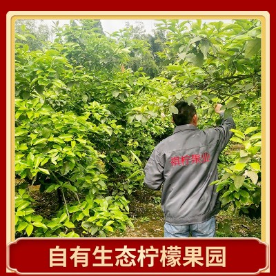 四川安岳黄柠檬新鲜水果皮薄当季整箱精品果图3