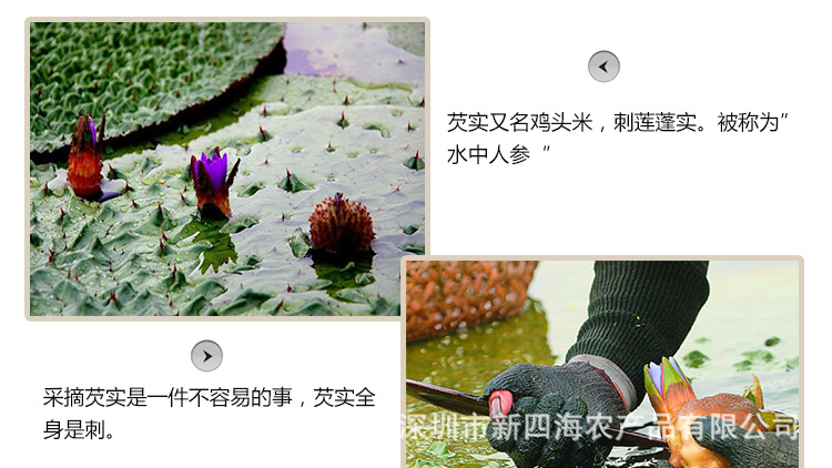 芡实_02.jpg