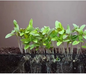 小番茄千万不要取里面的种子种植，我们可以用一种新奇特种植方法