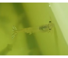 不临海的北京养海虾？男子如何养殖南美白对虾，年销售额五千多万