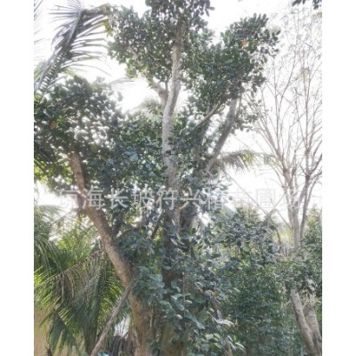 长期供应木菠萝假植苗（8-50公分胸径）