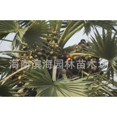 供应柬埔寨糖棕