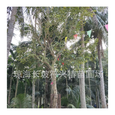 供应销售海南黄花梨树木移植苗植物（5-25公分）