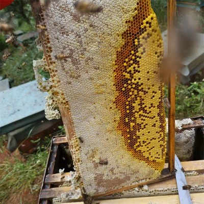 中蜂铁箱蜂巢蜜山蜂蜜百花蜜蜂巢蜜地摊展销会跑江湖产地批发图4