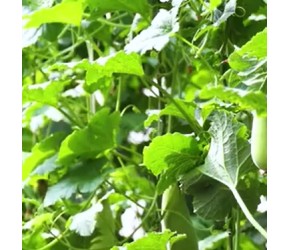 羊角蜜种植管理技术要点