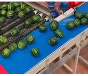 科技助力！探索现代西瓜种植与收获之旅