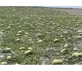 戈壁西瓜的危害究竟有多大？为啥年产25亿的硒砂瓜，被禁止种植了？