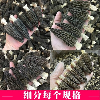 云南土特产品干货菜市场摆摊礼盒菇汤包剪柄厚肉大量 批发羊肚菌图4