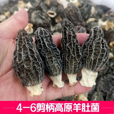 云南土特产品干货菜市场摆摊礼盒菇汤包剪柄厚肉大量 批发羊肚菌图2