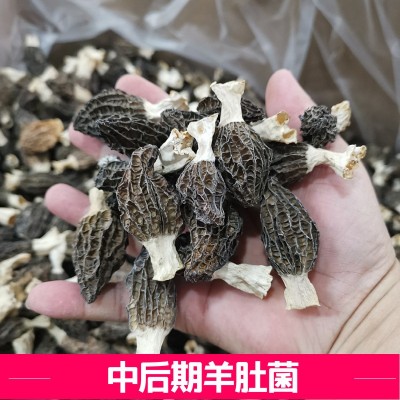 云南土特产品干货菜市场摆摊礼盒菇汤包剪柄厚肉大量 批发羊肚菌图3