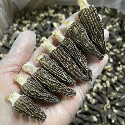 云南羊肚菌9-12一公斤批发大量新鲜剪柄食用蘑菇特产干货包装图2