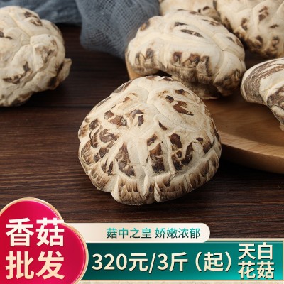 食用大花菇干货冬菇山里岗农家椴木剪脚厚香菇家用白花菇图4