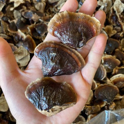 批发金边灵芝 长白山灵芝  整支灵芝500克/件 林芝切片一斤图2