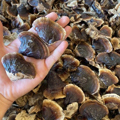 批发金边灵芝 长白山灵芝  整支灵芝500克/件 林芝切片一斤图3