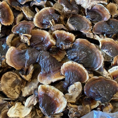 批发金边灵芝 长白山灵芝  整支灵芝500克/件 林芝切片一斤图4