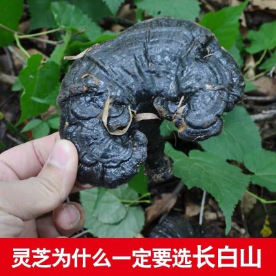批发长白山深山黑灵芝 东北特产 整支灵芝500克/件 林芝切片一斤