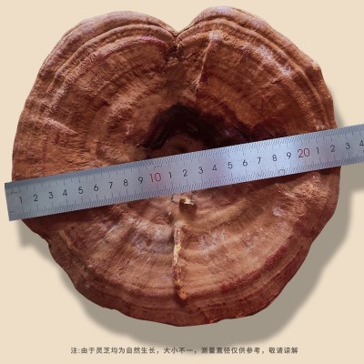 长白山大灵芝批发500克/袋 整朵灵芝泡酒料煲汤中药材泡水大灵芝图2