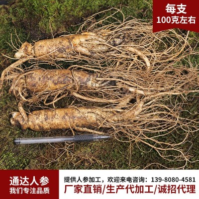 长白山新鲜人参 现挖现卖鲜参各种规格泡酒煲汤参厂家批发鲜参图3