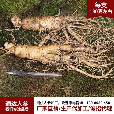 长白山新鲜人参 现挖现卖鲜参各种规格泡酒煲汤参厂家批发鲜参图5